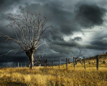 geworteld storm